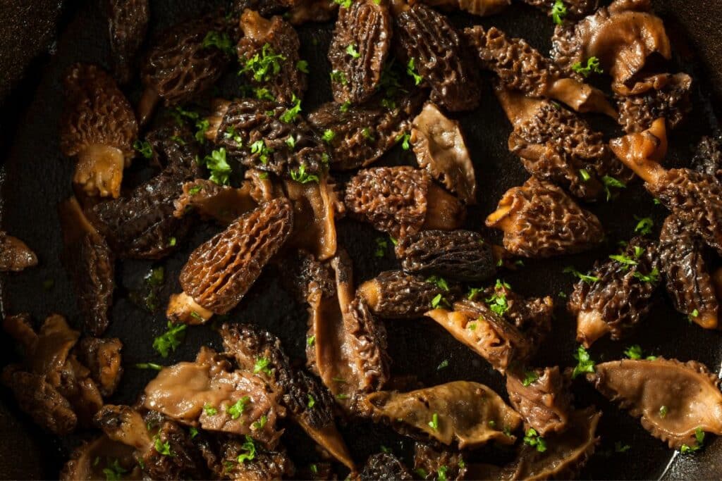 Morel Mushroom Recipes - Earthy & Elegant
