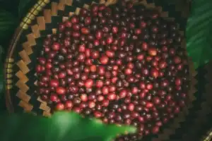 Vietnamese Coffee beans