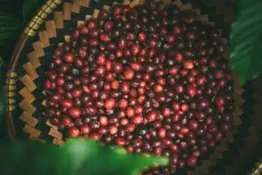 Vietnamese Coffee beans