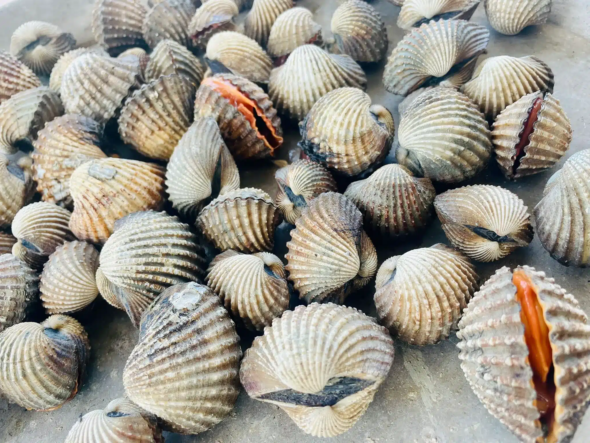 A basket of small, live local clams.