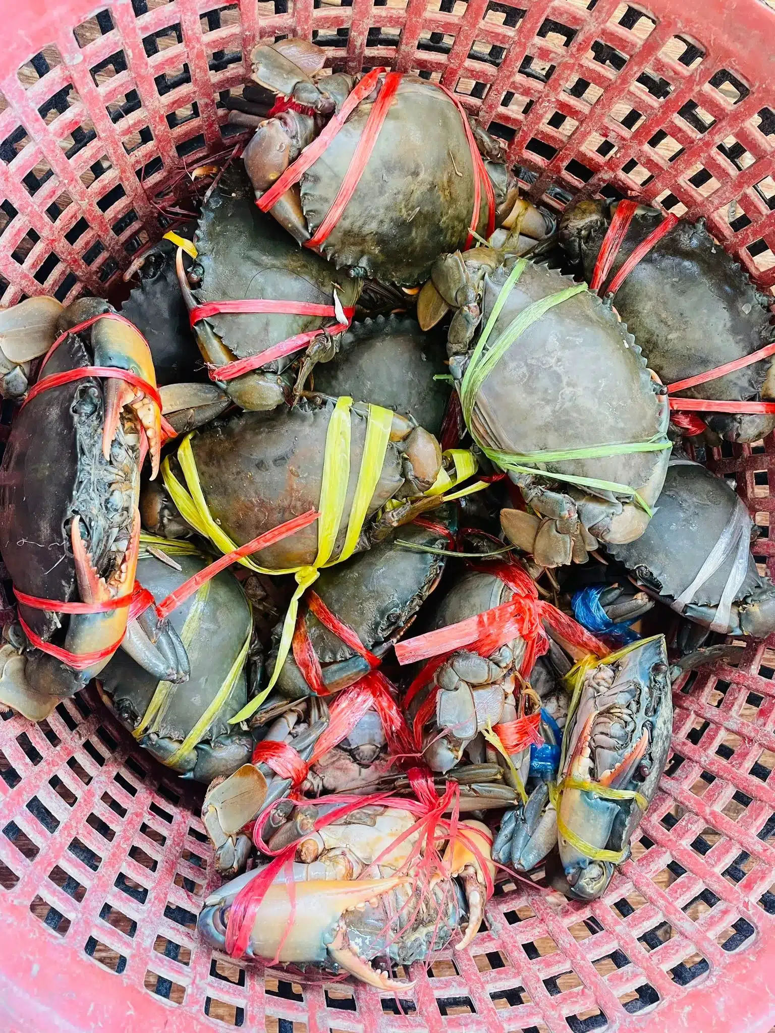 A basket of live, freshly caught crabs with their claws tied.