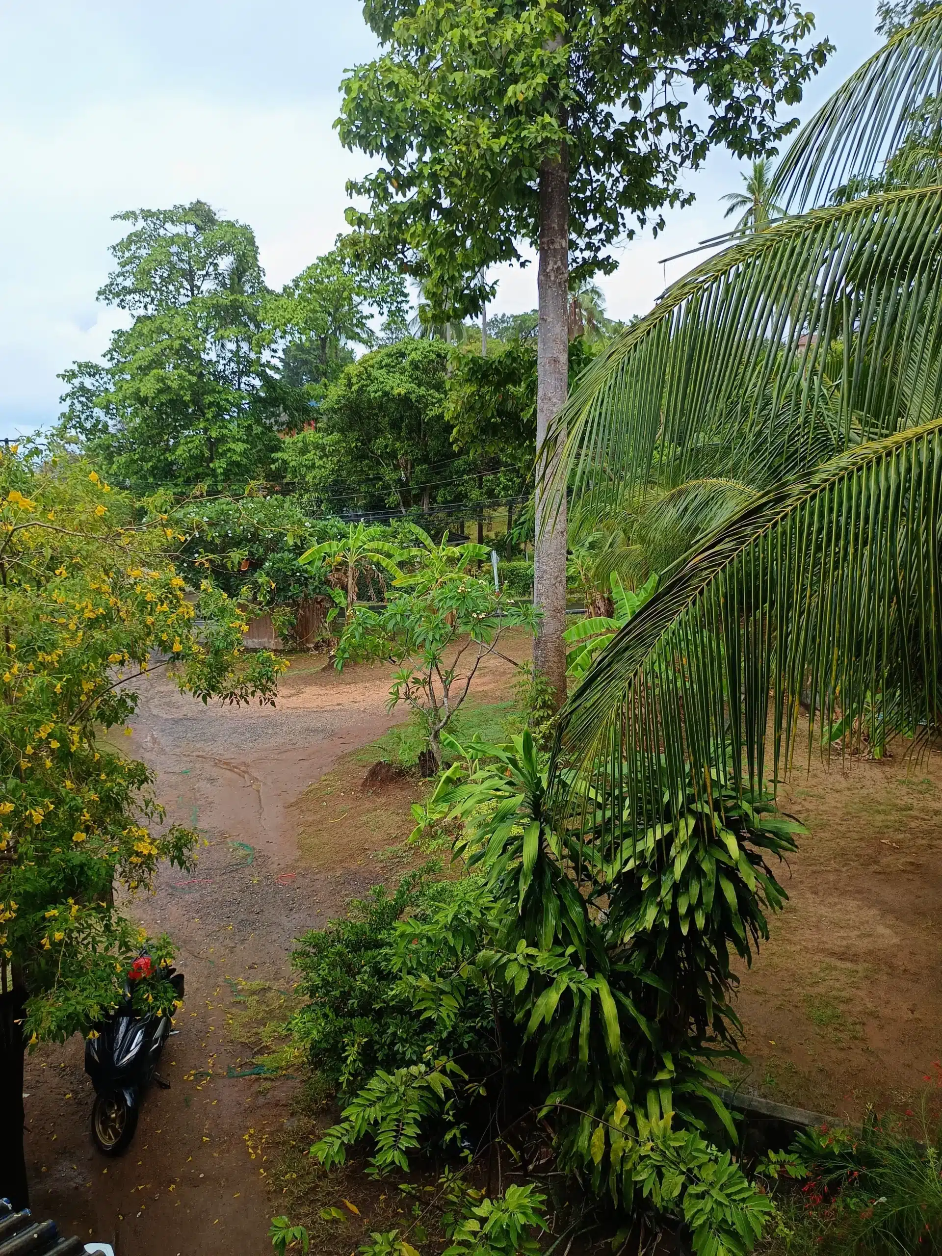 Car park of Kai Bar with palm trees and banana trees all around, Lamai, Koh Samui.
